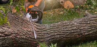 How Our Tree Care Process Works  in  Lake Hiawatha, NJ