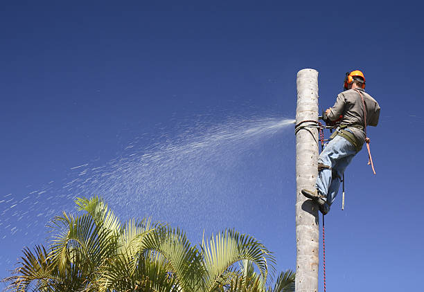 Best Tree Trimming and Pruning  in Lake Hiawatha, NJ