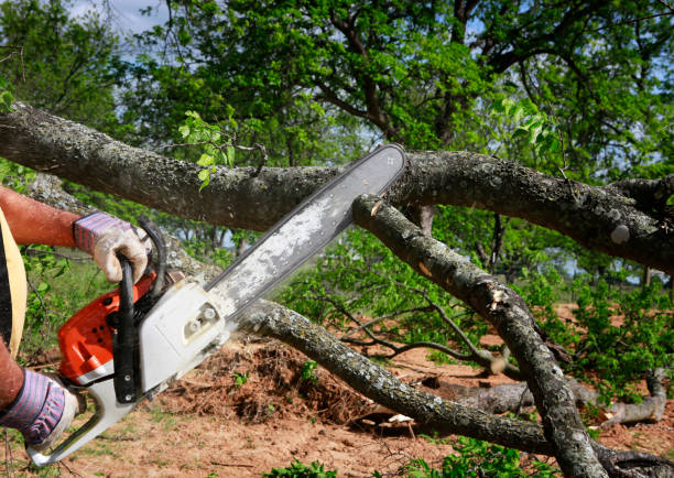 Best Tree Maintenance Programs  in Lake Hiawatha, NJ